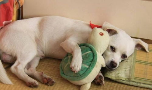 (为什么狗越可爱越想虐)狗的逆反心理:为什么你越禁止,它们越想要? (为什么狗越可爱越想虐)狗的逆反心理:为什么你越禁止,它们越想要?