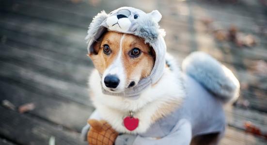 (为什么狗越可爱越想虐)狗的逆反心理:为什么你越禁止,它们越想要? (为什么狗越可爱越想虐)狗的逆反心理:为什么你越禁止,它们越想要?