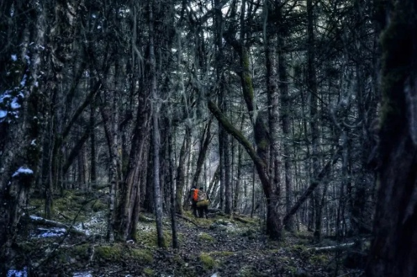 探秘自然之美:寂静森林攻略,探寻密林之神秘,感受大自然的魅力 探秘自然之美:寂静森林攻略,探寻密林之神秘,感受大自然的魅力