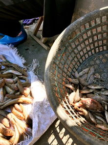 (黎明重生英文)变废为宝!黎明重生海鲜什锦配方,打造美味佳肴吃出新生活! (黎明重生英文)变废为宝!黎明重生海鲜什锦配方,打造美味佳肴吃出新生活!