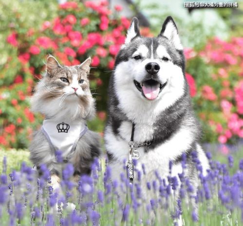 (猫咪田园攻略)探寻猫咪的田园生活之旅：追寻自然与温馨的美好时光