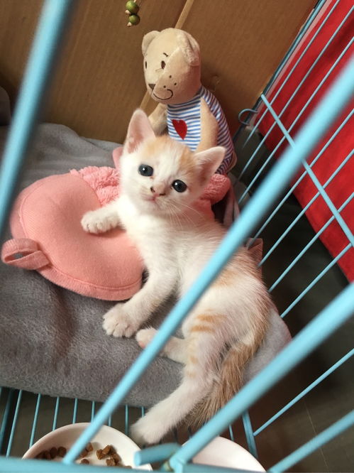 (猫咪田园攻略)探寻猫咪的田园生活之旅：追寻自然与温馨的美好时光