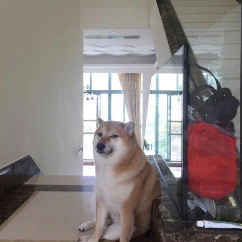 探索旋转节奏与Doge文化的奇妙结合：如何在音乐与表情中找到共鸣