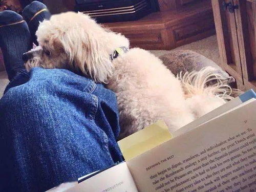 小狗咖啡馆：让人沉静的安静书香之地，揭开内心深处的宁静世界