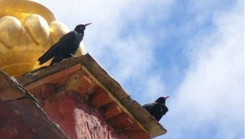 探秘神秘乌鸦森林:黑暗的树影、哀嚎的风声,荆棘丛生的迷雾之地 探秘神秘乌鸦森林:黑暗的树影、哀嚎的风声,荆棘丛生的迷雾之地